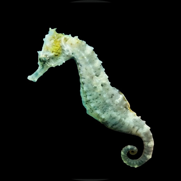 seahorse200907